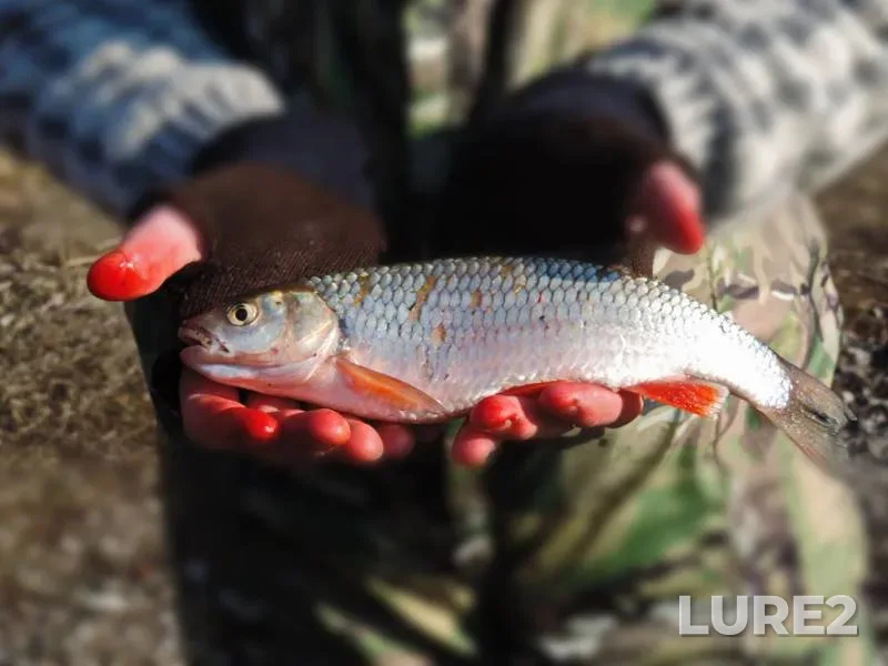 Chub — Kazyonnyy Torets, Apr 08, 2016