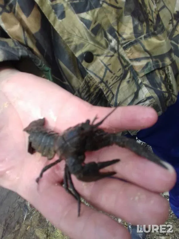 Perch — Chelyabinskaya oblast, Uyskiy rayon, Jun 28, 2019