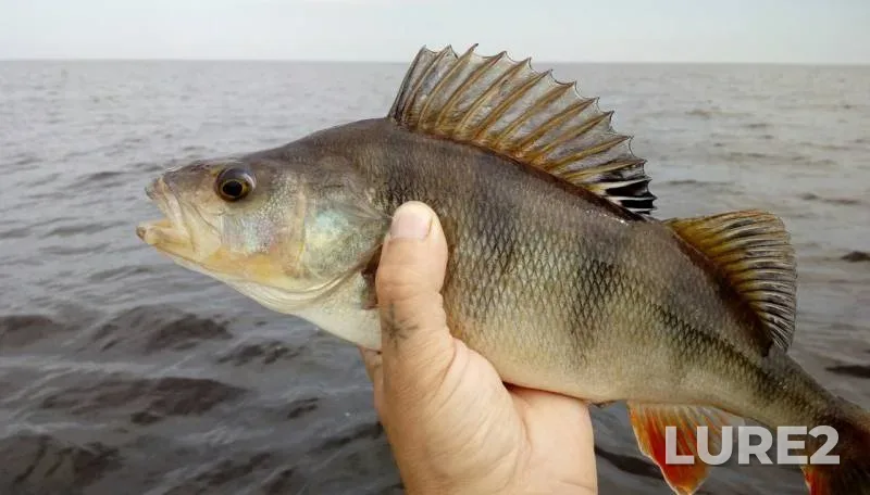Perch, Pike — Rybinskoye, Jul 16, 2017