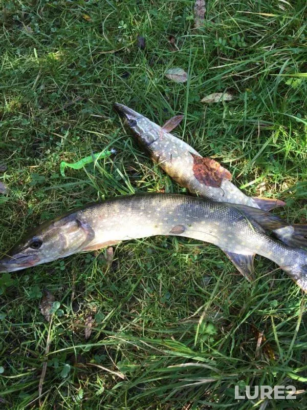 Pike — Filippovskoye, Sep 30, 2017