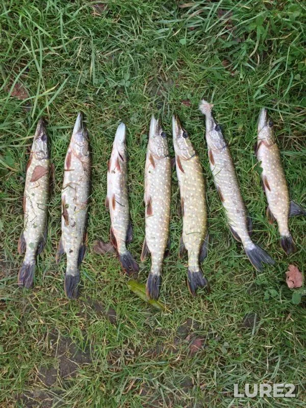 Pike — Filippovskoye, Oct 01, 2017