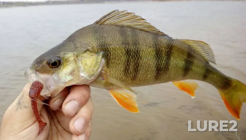 Perch — Nizhniy basseyn Zagorskoy GAES, Oct 08, 2017