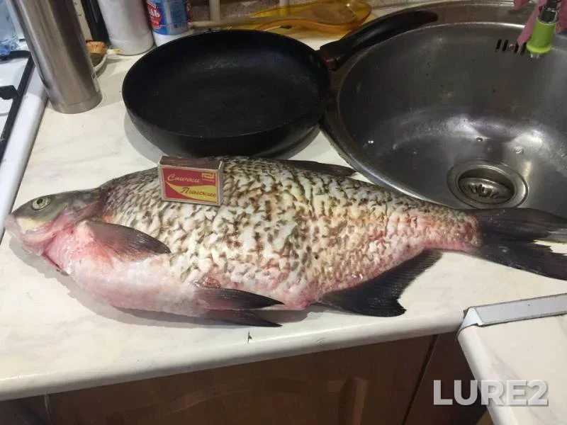 Bream — Oka, Nov 11, 2017