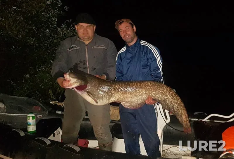 Wels catfish — Kama, Aug 28, 2018