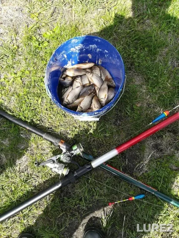 Crucian carp — Saratovskaya oblast, Tatishchevskiy rayon, May 09, 2019
