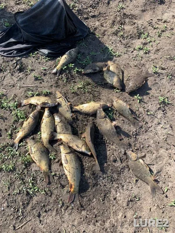 Carp — Kurdyum, May 09, 2019