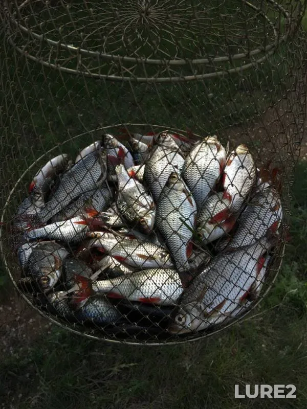 Roach — Sakma, May 12, 2019