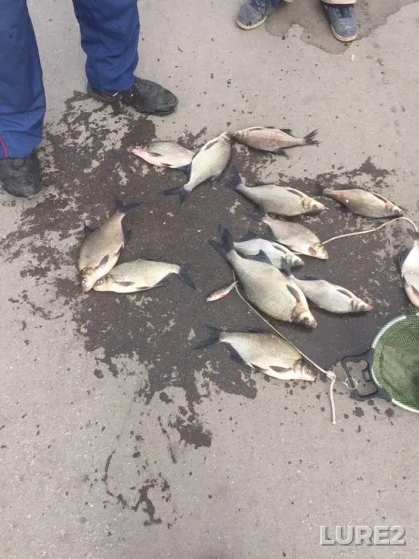 Bream — Saratovskaya oblast, May 13, 2019