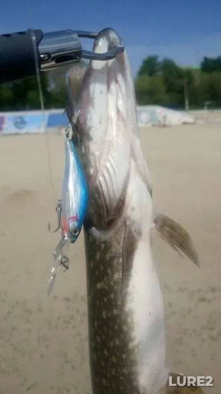 Pike — Volga, May 14, 2019