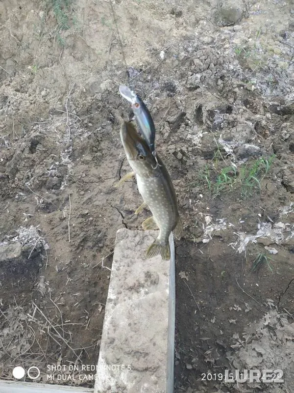 Pike — Volga, May 14, 2019
