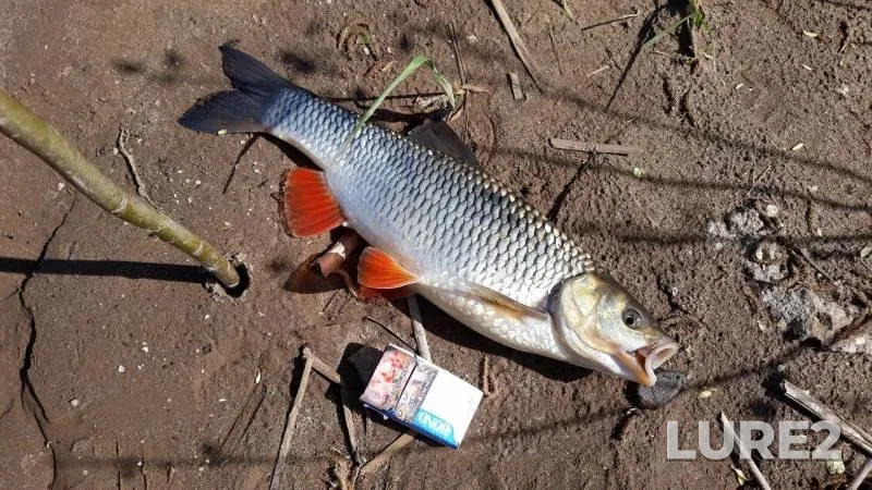 Chub — Saratovskaya oblast, May 15, 2019