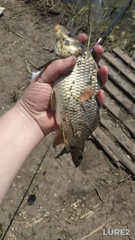 Carp, Crucian carp — Saratovskaya oblast, May 16, 2019