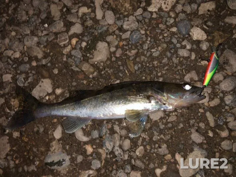 Zander — Saratovka, May 16, 2019
