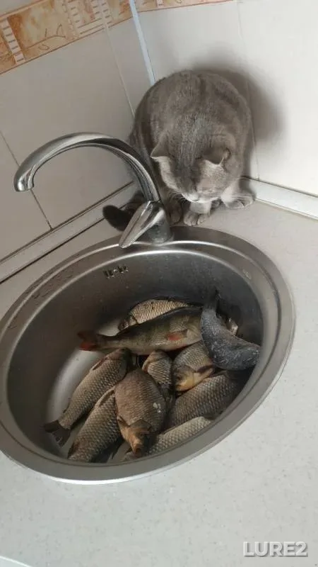 Crucian carp, Perch — Saratovskaya oblast, May 17, 2019