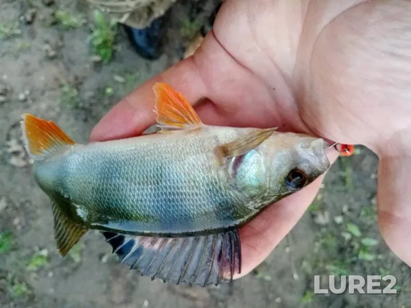 Perch — Saratovskaya oblast, May 18, 2019
