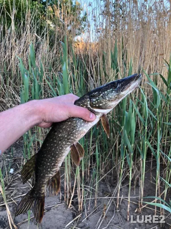 Pike — Saratovka, May 20, 2019
