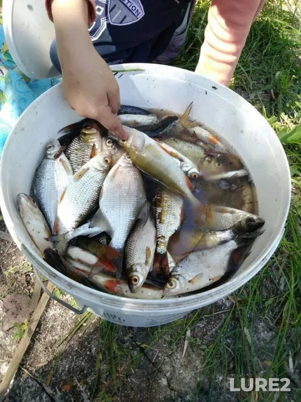 Bream, Perch — Bolshoy Karaman, Jun 02, 2019