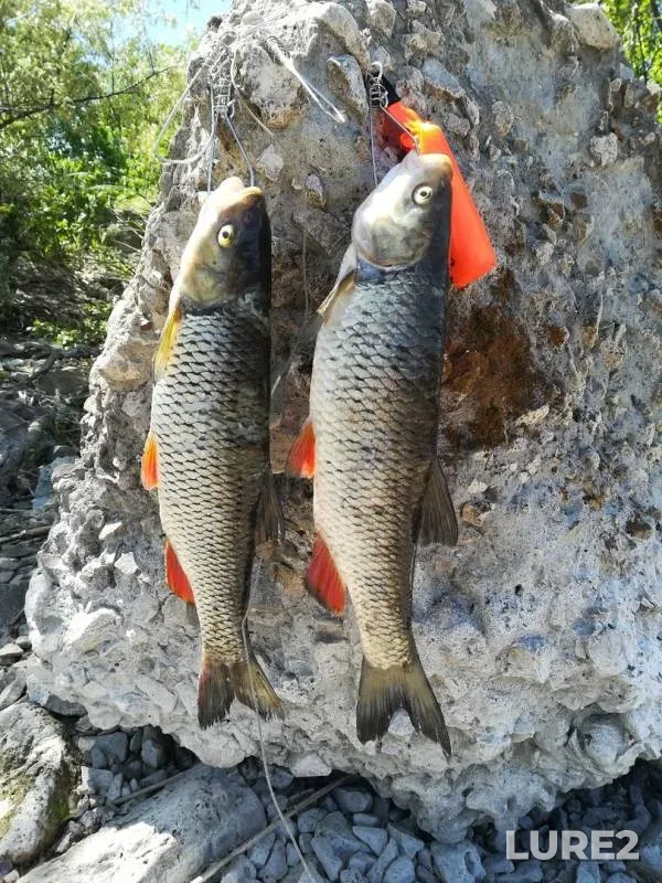Chub — Nazarovka, Jun 04, 2019