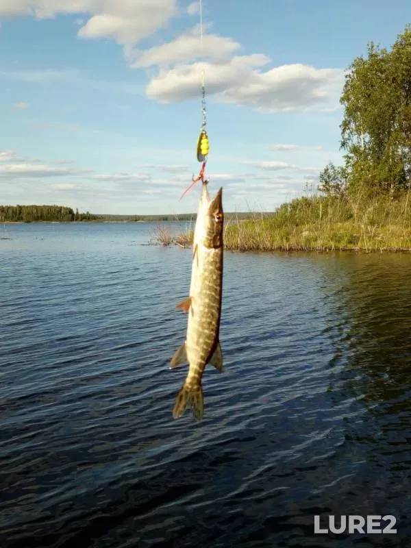 Pike — Argazinskoye, Jun 23, 2019