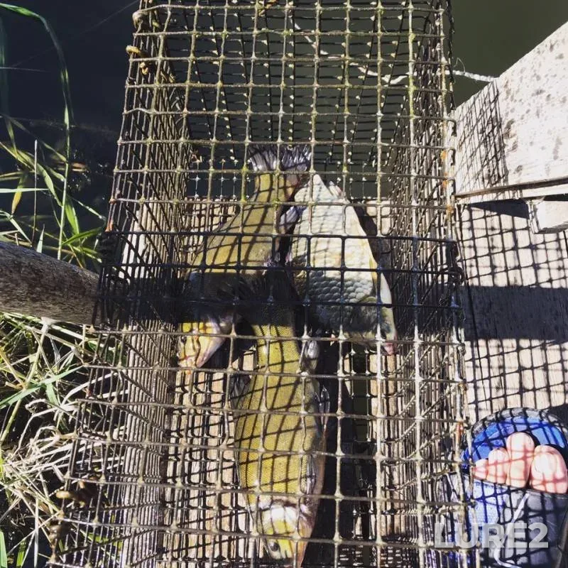 Crucian carp, Tench — Malyy Karaman, Jun 05, 2019