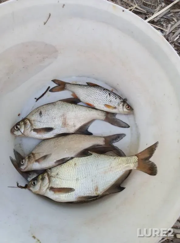 Bream, Roach — Volga, Jun 05, 2019