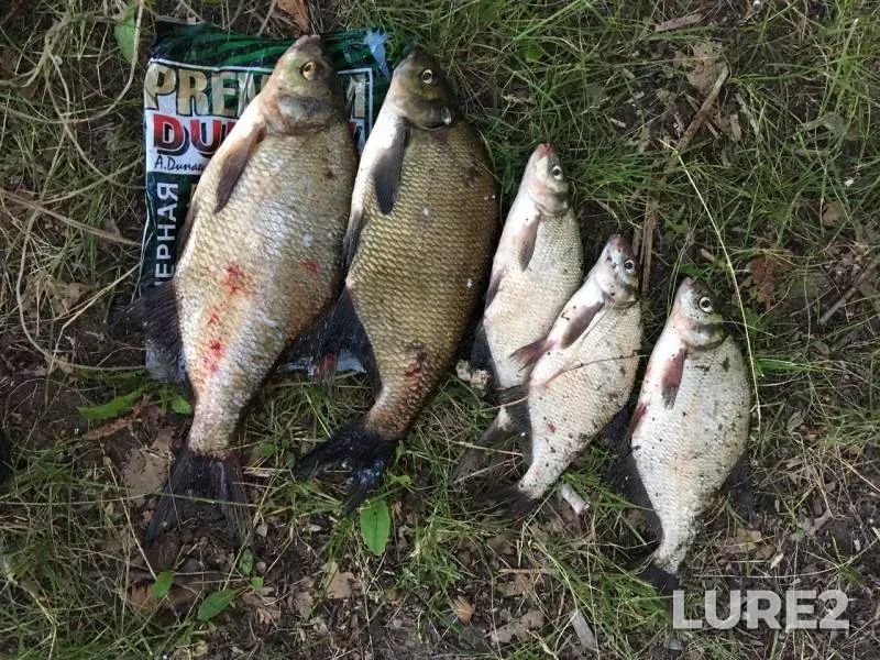 Bream — Stav, Jun 09, 2019