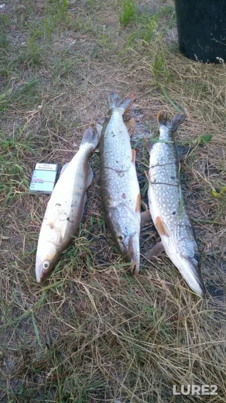 Pike, Zander — Tereshka, Jun 11, 2019