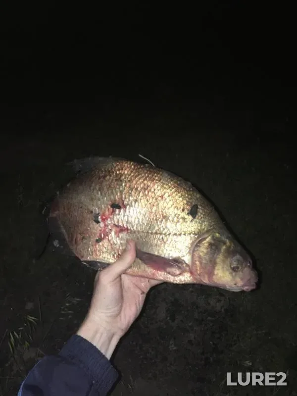 Bream — Saratovskaya oblast, Jun 12, 2019