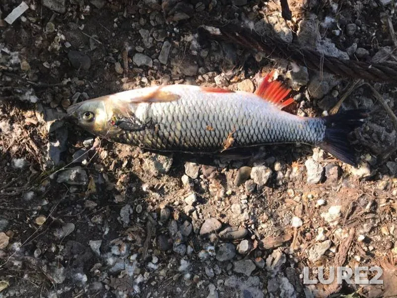 Chub — Sazanka, Jun 14, 2019