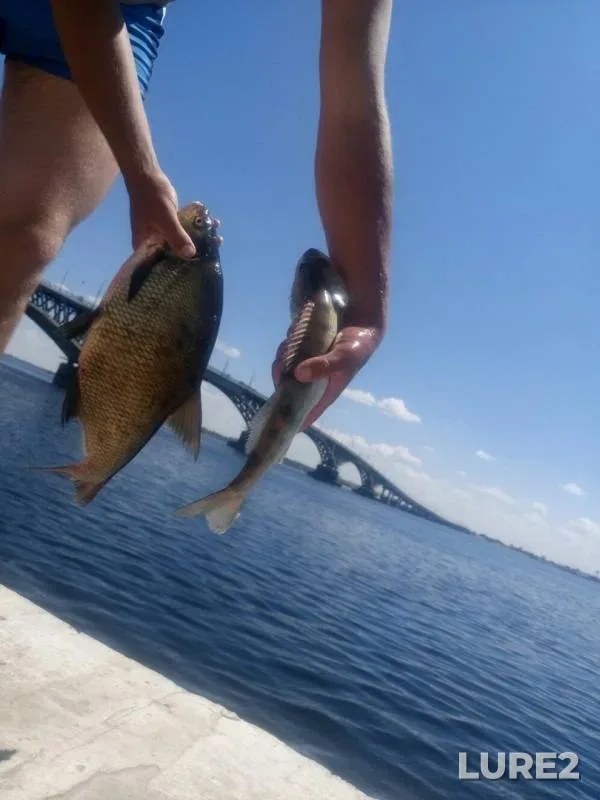Bream, Zander — Volga, Jun 20, 2019