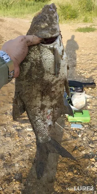 Bream, Perch — Saratovskaya oblast, Jun 23, 2019