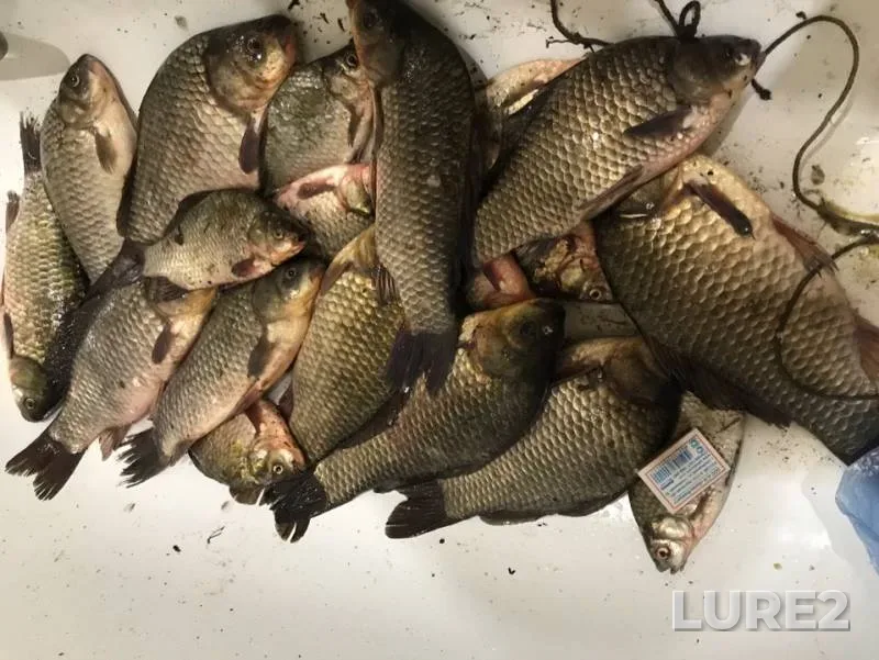 Crucian carp — Latryk, Jul 01, 2019