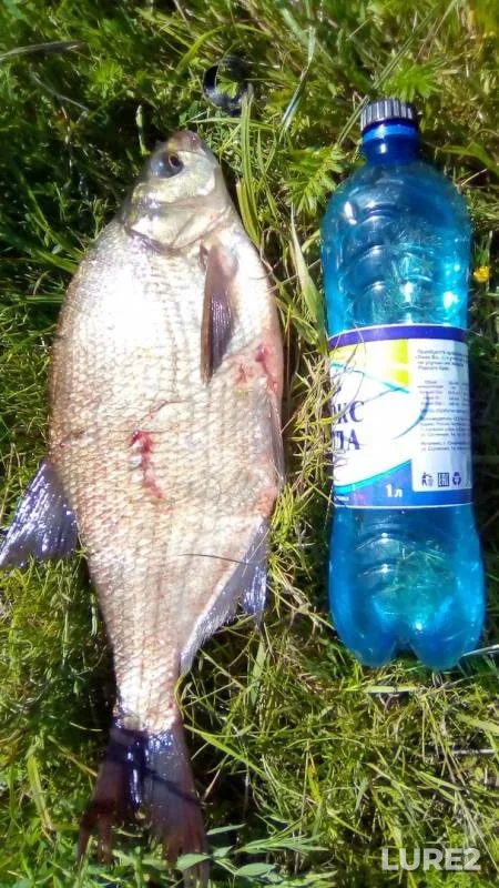 Bream — Miass, Jun 23, 2019