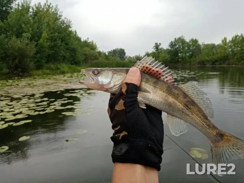 Zander — Saratovskaya oblast, Jul 11, 2019