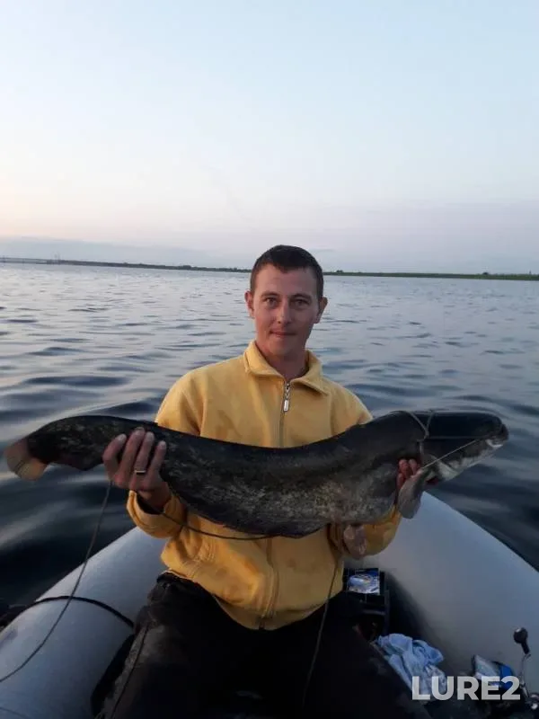 Wels catfish — Volga, Jul 14, 2019