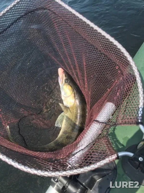 Bream, Zander — Volga, Jul 17, 2019