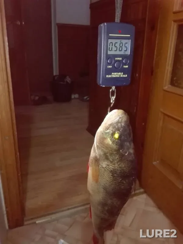 Asp, Perch — Saratovskaya oblast, Jul 21, 2019
