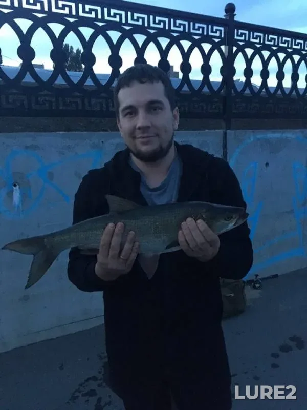 Asp — Saratovskaya oblast, Aug 08, 2019
