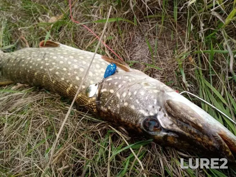 Pike — Saratovskaya oblast, Aug 08, 2019