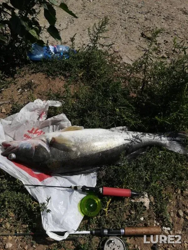 Zander — Volga, Aug 16, 2019