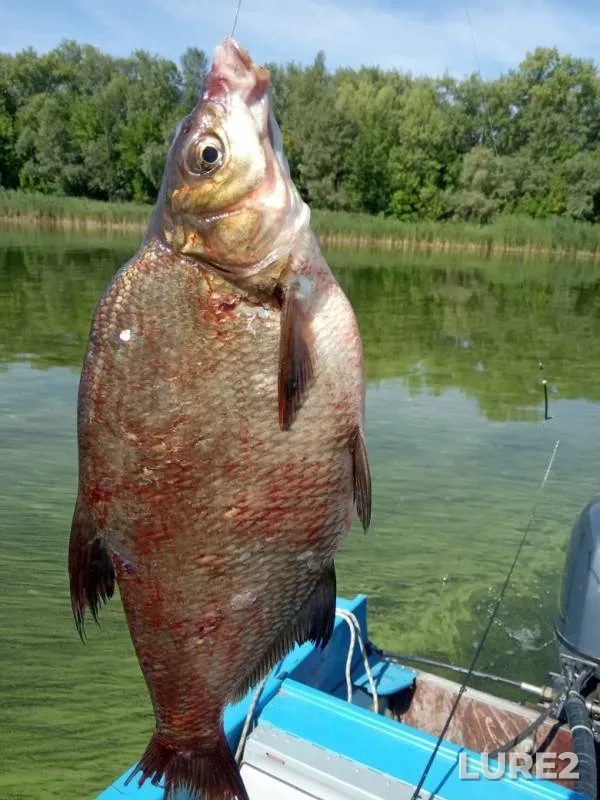 Bream — Volga, Aug 16, 2019