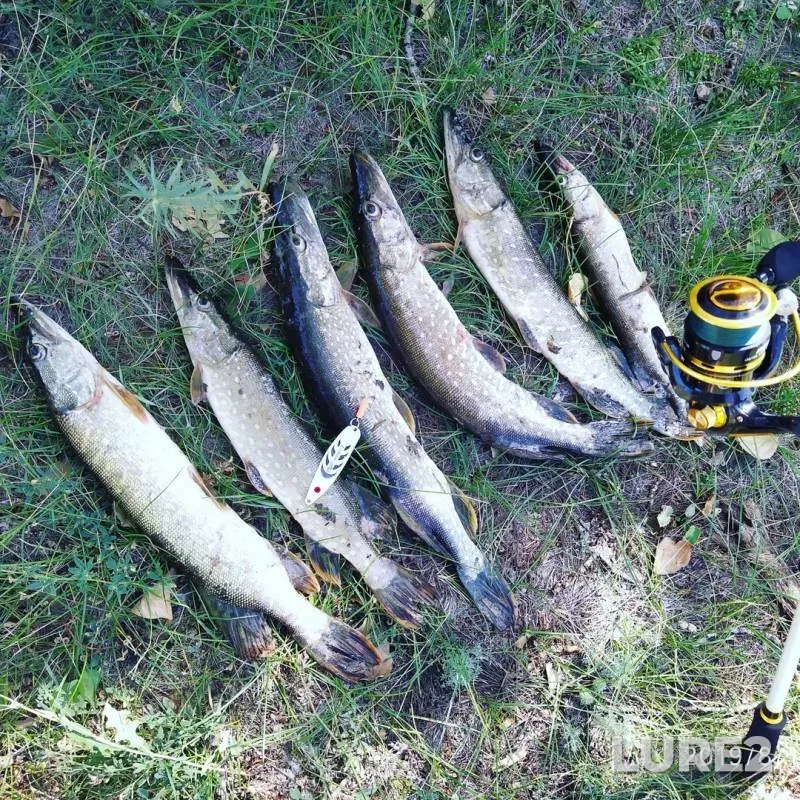 Pike — Kuybyshevskiy kanal, Aug 19, 2019