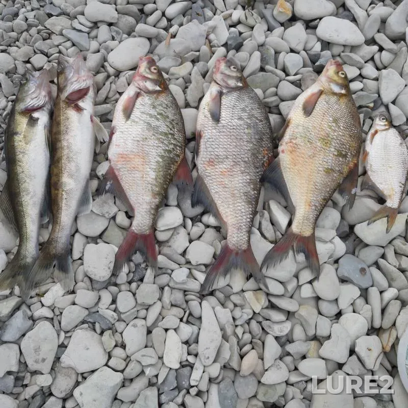 Bream, Zander — Saratovskaya oblast, Aug 25, 2019