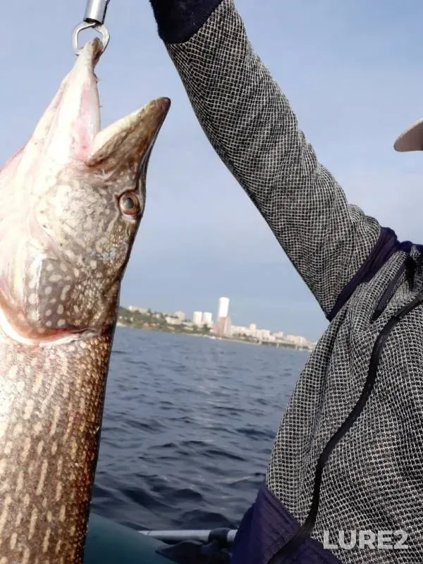 Pike — Volga, Sep 02, 2019