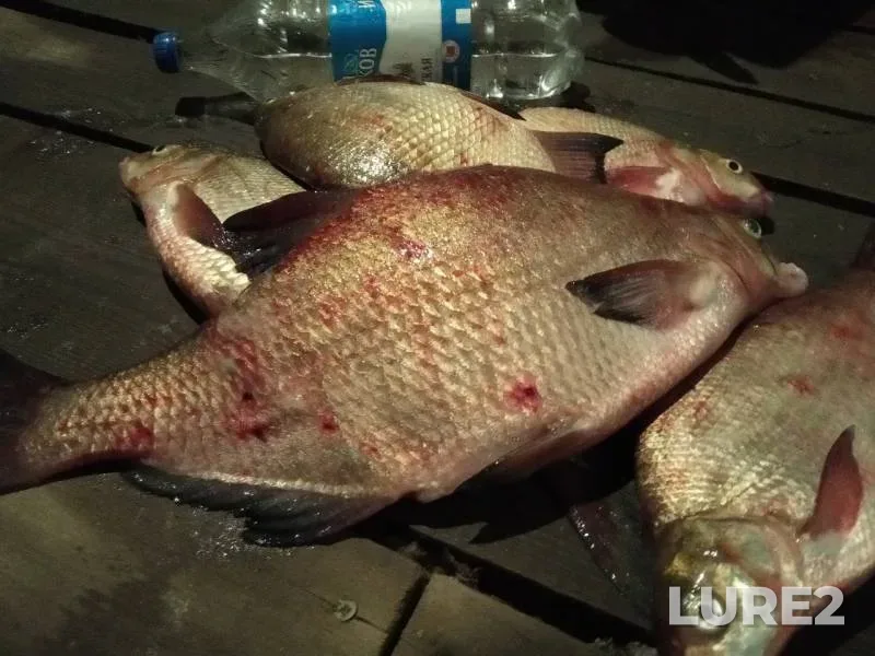 Bream — Saratovskaya oblast, Sep 02, 2019