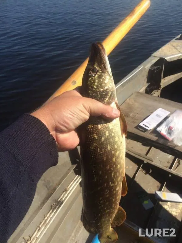 Pike — Saratovskaya oblast, Voskresenskiy rayon, Sep 03, 2019