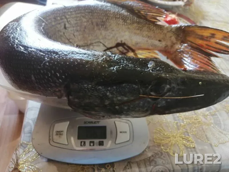 Pike — Saratovskaya oblast, Sep 07, 2019