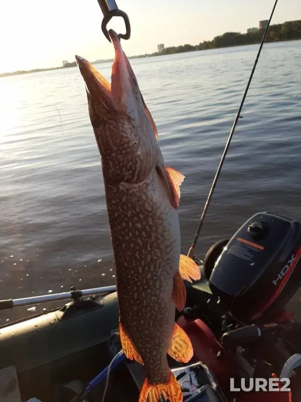Pike — Volga, Sep 08, 2019