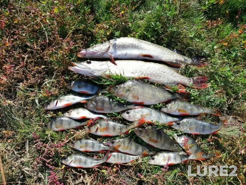Perch, Pike — Saratovskaya oblast, Sep 08, 2019