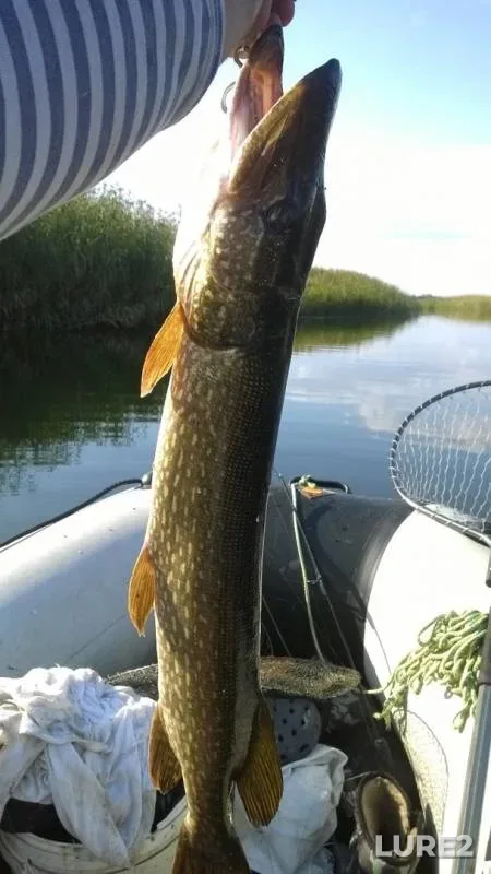 Pike — Dubyashka, Sep 08, 2019